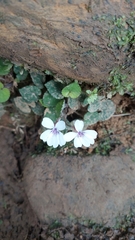 Viola formosana
