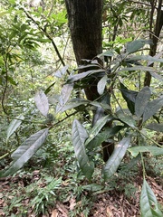 Lithocarpus brevicaudatus