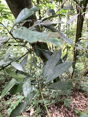 Lithocarpus brevicaudatus