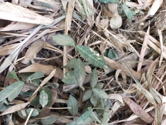 Trachelospermum jasminoides