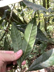 Lithocarpus brevicaudatus