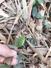 Trachelospermum jasminoides