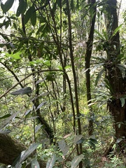 Lithocarpus brevicaudatus