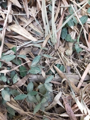 Trachelospermum jasminoides