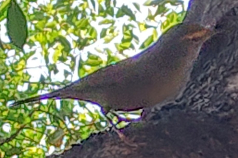 Sulphur-bellied Warbler