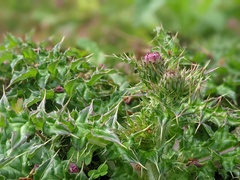 Cirsium japonicum australe