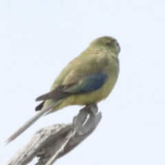 Neophema chrysostoma