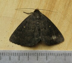 Calesia xanthognatha