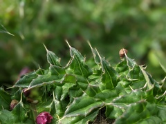 Cirsium japonicum australe