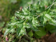 Cirsium japonicum australe