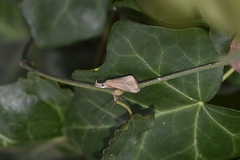 Hypena lividalis