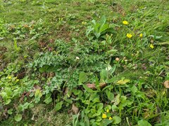Cirsium japonicum australe