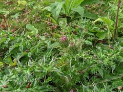 Cirsium japonicum australe
