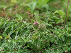 Cirsium japonicum australe