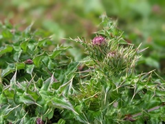 Cirsium japonicum australe