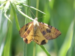 Chrysolarentia