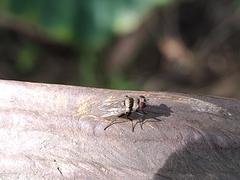 Anthomyia