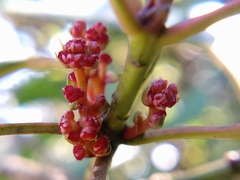 Neolitsea sericea