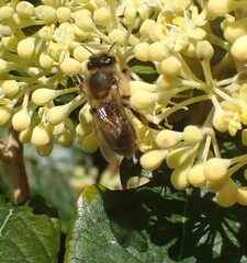 Apis mellifera