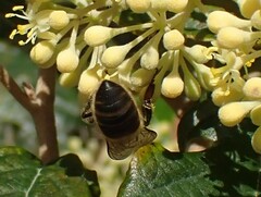 Apis mellifera