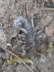 Urodacus manicatus