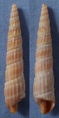 Terebridae