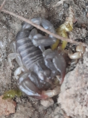 Urodacus manicatus