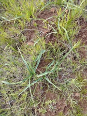 Chlorogalum pomeridianum