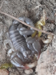 Urodacus manicatus