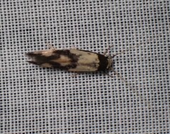 Opogona comptella