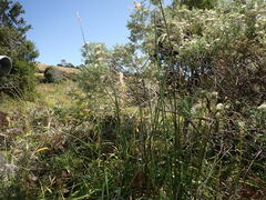 Anthoxanthum redolens