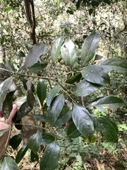 Cryptocarya concinna