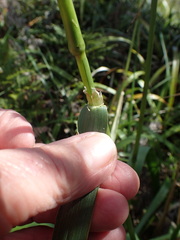 Anthoxanthum redolens