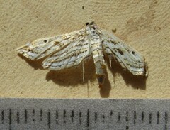 Parapoynx fluctuosalis