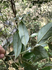 Cryptocarya concinna