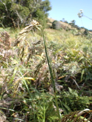 Anthoxanthum redolens