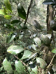 Cryptocarya concinna