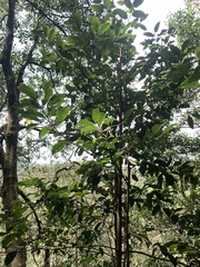 Cryptocarya concinna