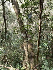 Cryptocarya concinna