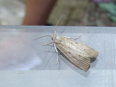 Calamotropha paludella