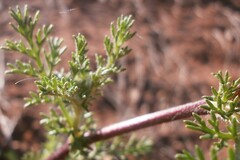 Anacyclus radiatus