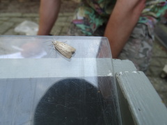 Calamotropha paludella