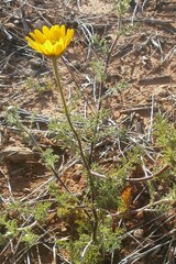 Anacyclus radiatus