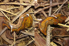 Oraesia emarginata