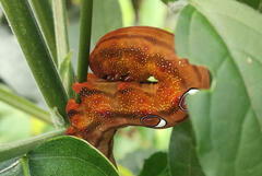 Oraesia emarginata