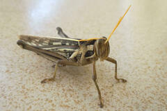 Cyrtacanthacris tatarica