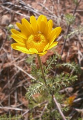 Anacyclus radiatus