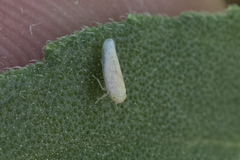 Neoaliturus tenellus