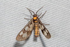 Eressa confinis