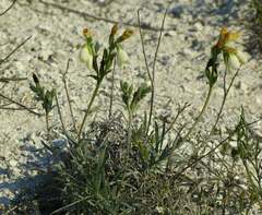 Onosma tanaitica